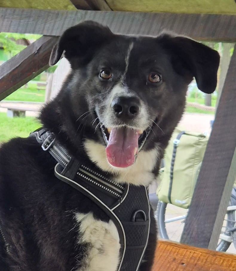 Alex, Husky-Border-Collie-Mix, hechelt fröhlich unter einem Holzunterstand — hinter ihm das bepackte E-Bike